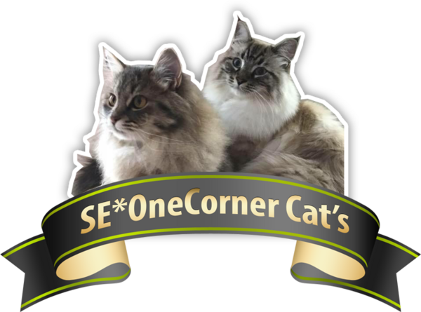 SE*OneCorner Cats