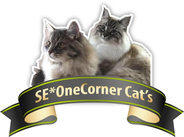 SE*OneCorner Cats